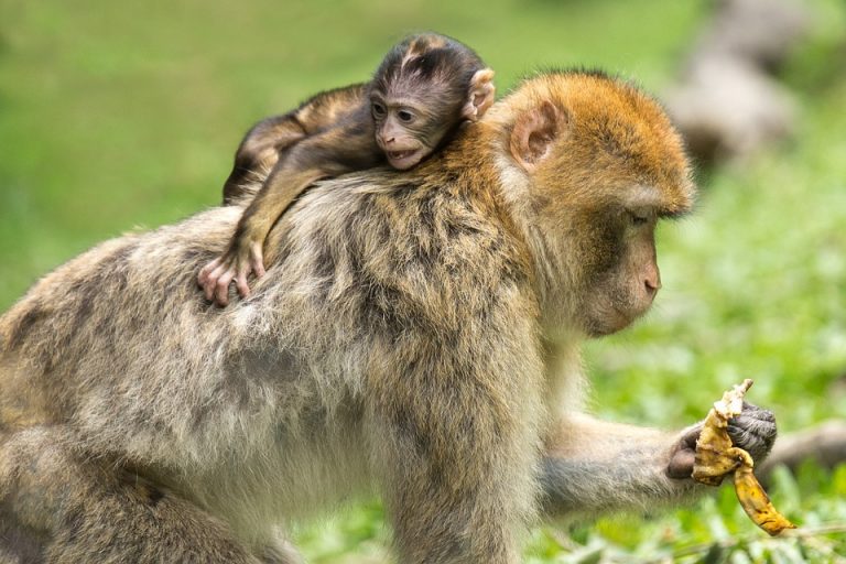 Los macacos pueden seguir el ritmo al procesar con su cerebro el movimiento