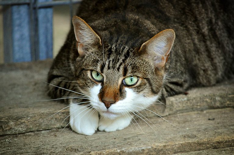 No sólo los gatos transmiten toxoplasmosis, enfermedad parasitaria que afecta a 30% de la población mundial