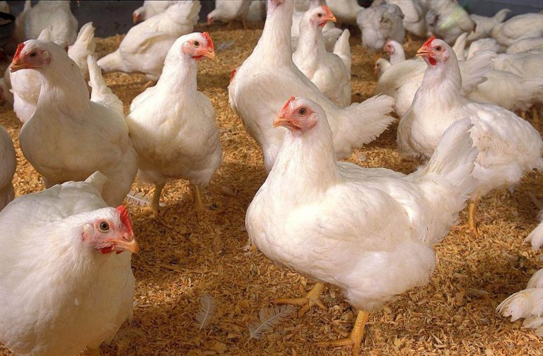 Un mito, el uso de hormonas para el crecimiento de pollos para consumo humano