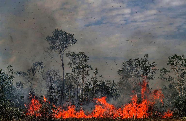 Crece 91 por ciento deforestación de la Amazonia en Brasil