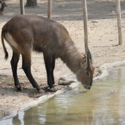 PERU-LIMA-ANTILOPES DE AGUA