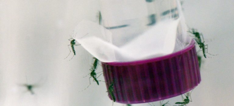 Más de 2 millones de afectados por dengue en América Latina y el Caribe en 2019