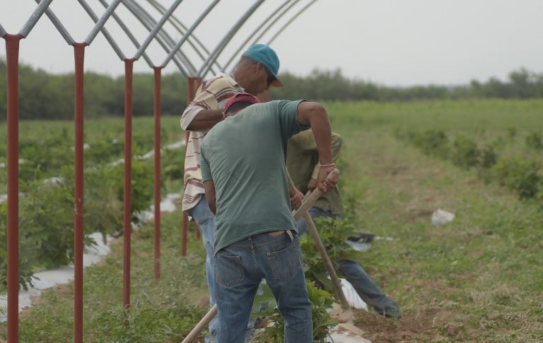 Prepara Coahuila apoyos para siembra de trigo