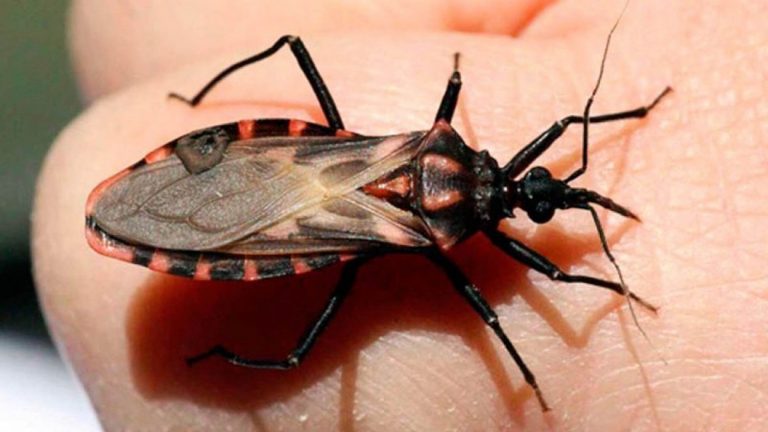 Silenciosa y desatendida la enfermedad de Chagas, causante de insuficiencia cardíaca