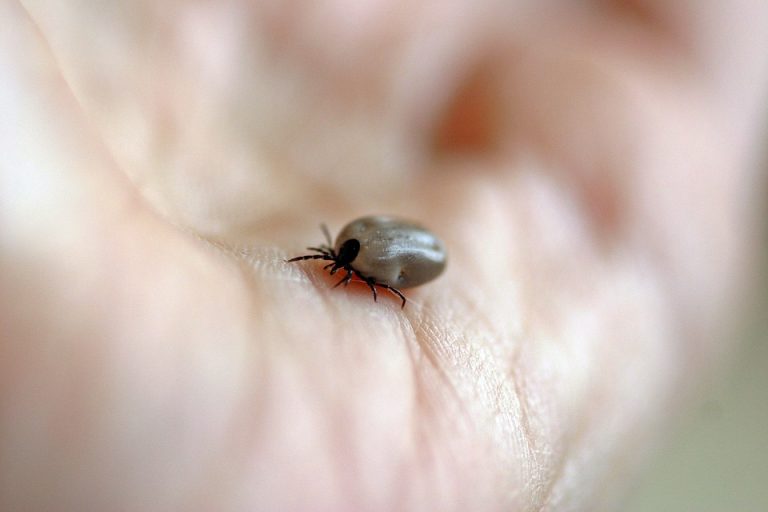 Garrapata mata a papá, mamá y bebita en Durango