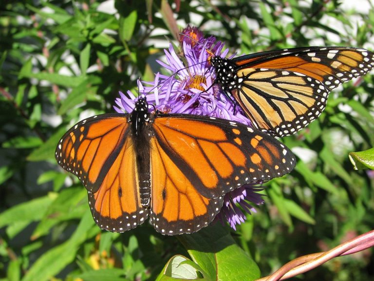 Se acercan mariposas monarca; piden no fumigar para protegerlas