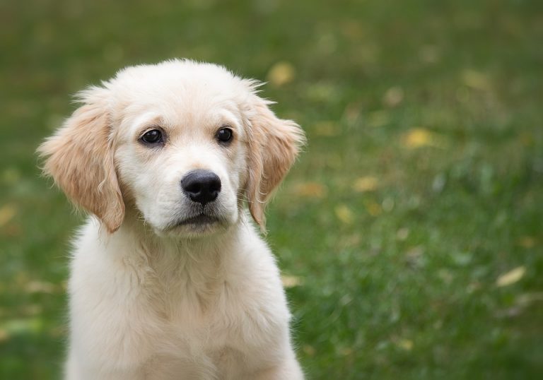 ¿Un perro puede sentir celos?