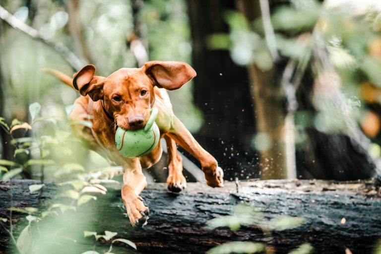 5 consejos para tener el mejor puente vacacional junto a tu mascota