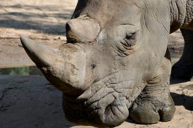 ¡De Luto! Desaparece el rinoceronte de Sumatra en Malasia; muere último ejemplar