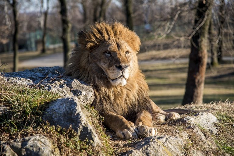 Zoológico municipal seguirá operando en comodato