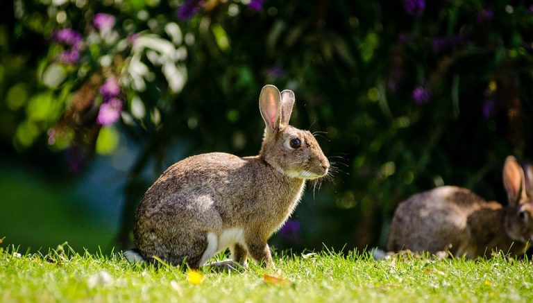 Malas noticias: el conejo está en peligro de extinción