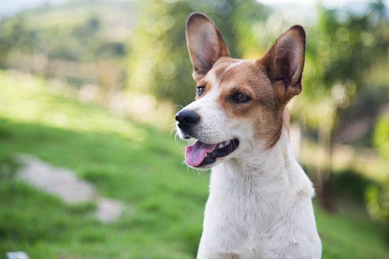 Esterilización temprana de perros, la mejor prevención de enfermedades