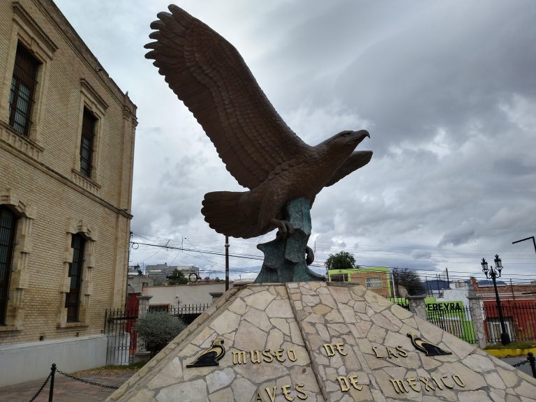 Alista Museo de las Aves festejo por el Día del Águila Real