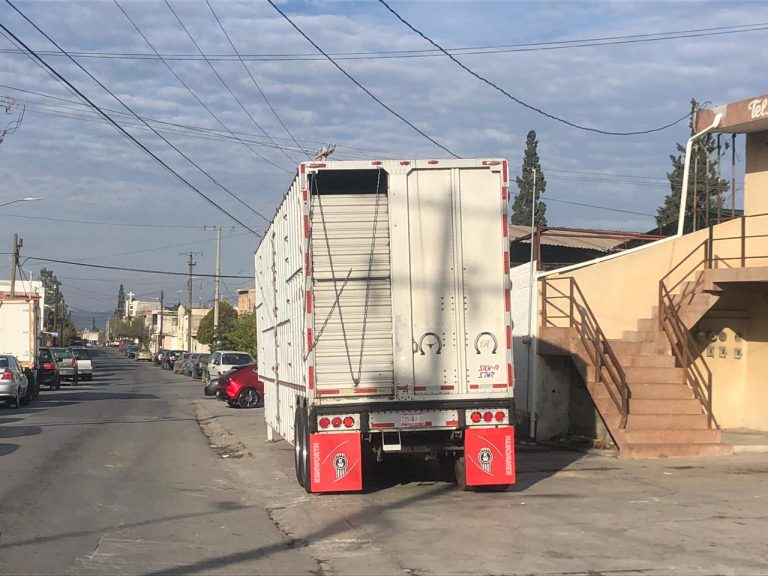 Transportaban droga entre vacas