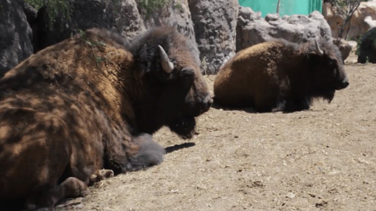 Bisontes del MUDE comenzarían a reproducirse en junio