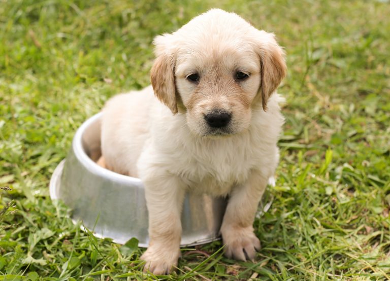 Indispensable actividad física de mascotas en hogares para evitarles padecimientos