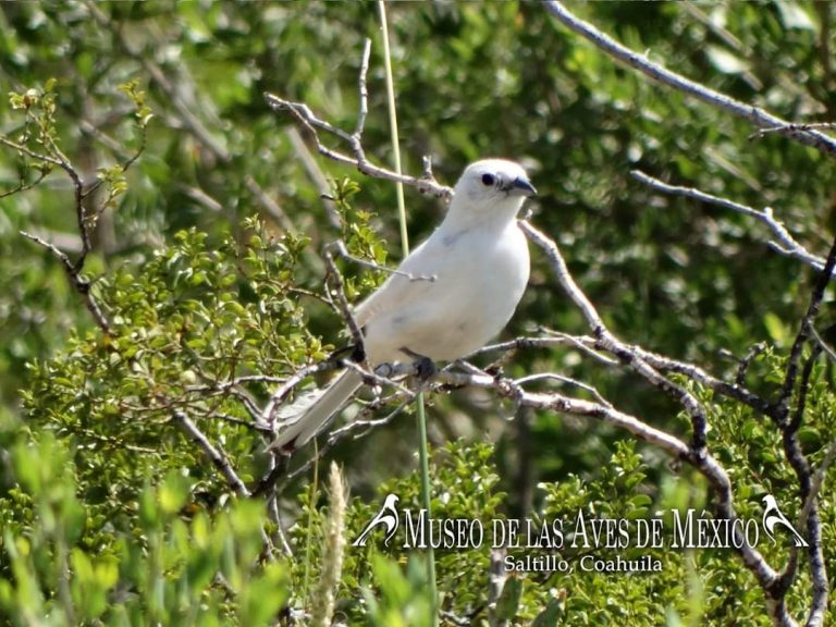 Recomiendan la observación de aves como pasatiempo en esta cuarentena