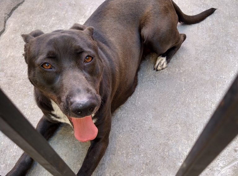 Pide Abogados de los Animales convivir más con mascotas durante cuarentena