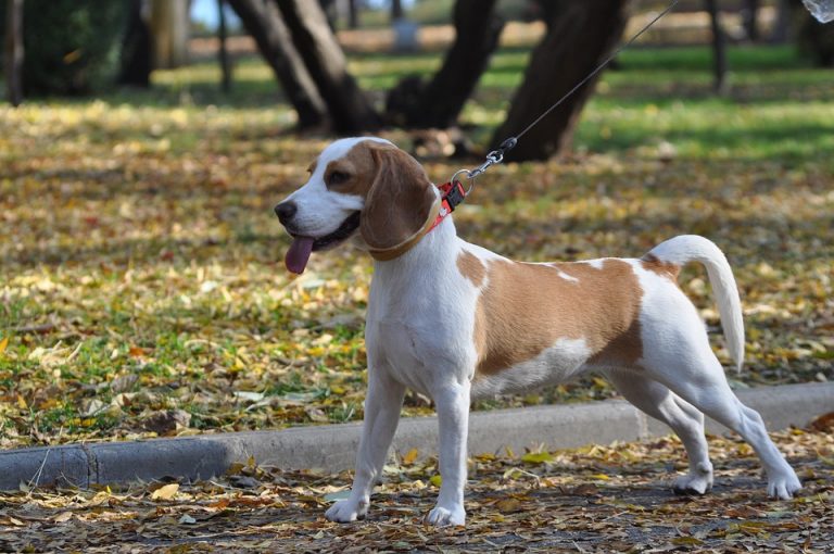 Realizarán «Dog Fest» en el Bosque Urbano 