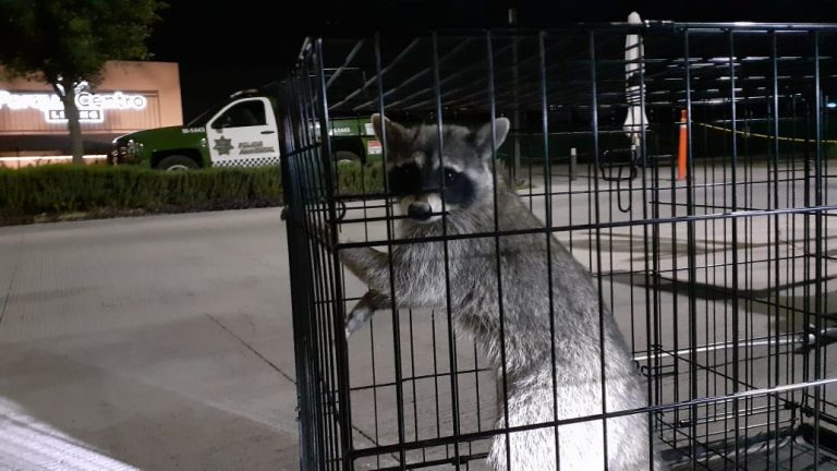 Aumenta presencia de fauna silvestre en zonas urbanas