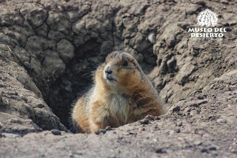 Se suman saltillenses en apoyo a fauna del MUDE; alcanzan donativos los 100 mil pesos