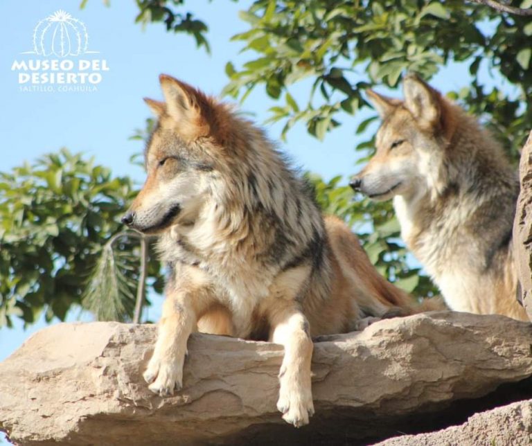 Lanza MUDE programa de adopciones de animales para enfrentar disminución de recursos