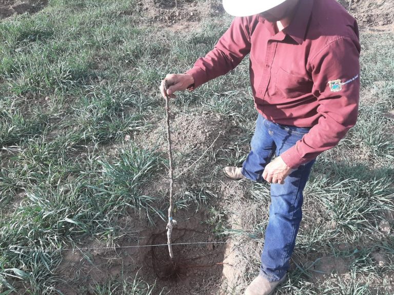 Manzaneros de Coahuila siguen trabajando pese a contingencia Covid-19