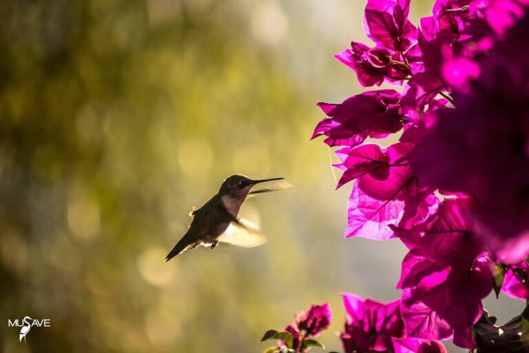 Invita MUSAVE a participar en reto “Aves de Saltillo”