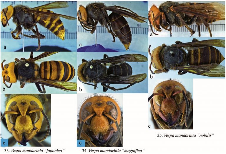 El avispón asiático gigante no llegará a México, afirma experto de la UNAM