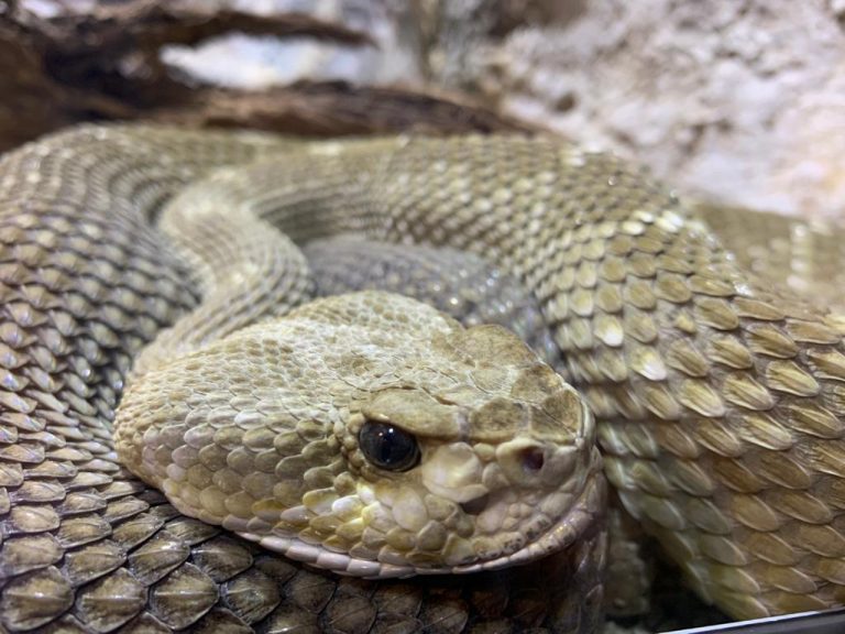 MUDE, único lugar en la Región Sureste con suero para tratar mordeduras de serpiente