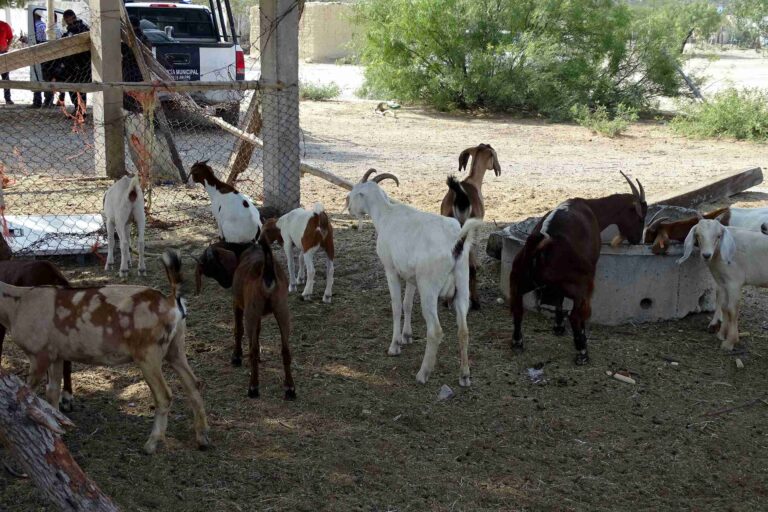 Ante baja venta de cabrito, productores rurales comercializan quesos de cabra