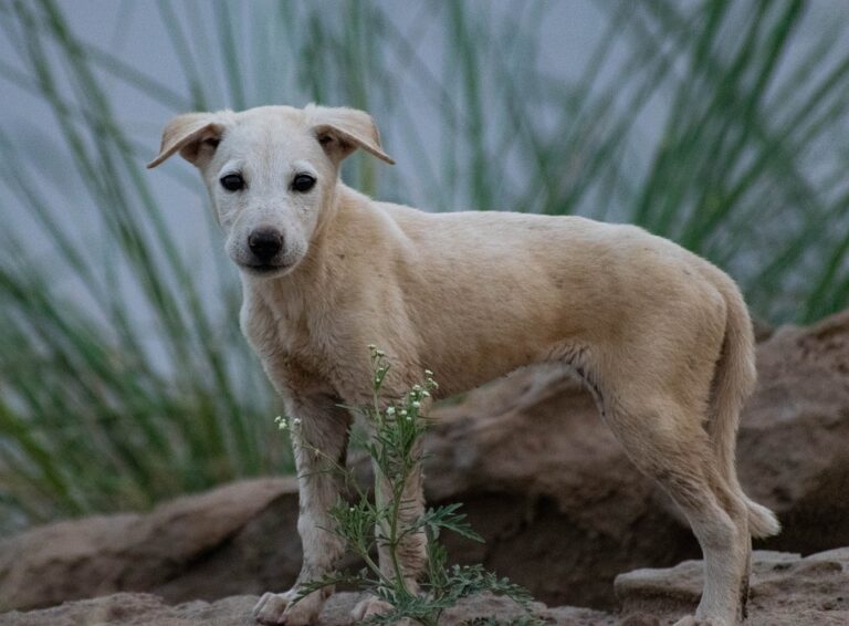 Convocan a manifestación contra el maltrato animal