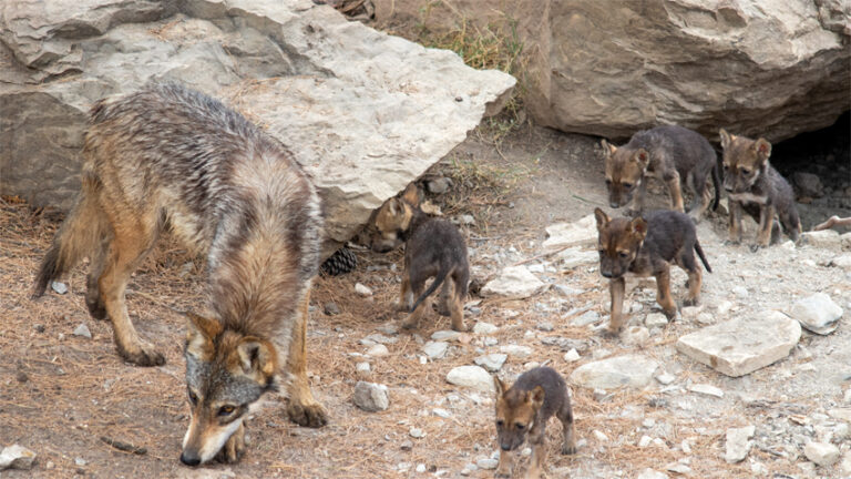 Nacen 8 cachorros de lobo gris mexicano en el Museo del Desierto