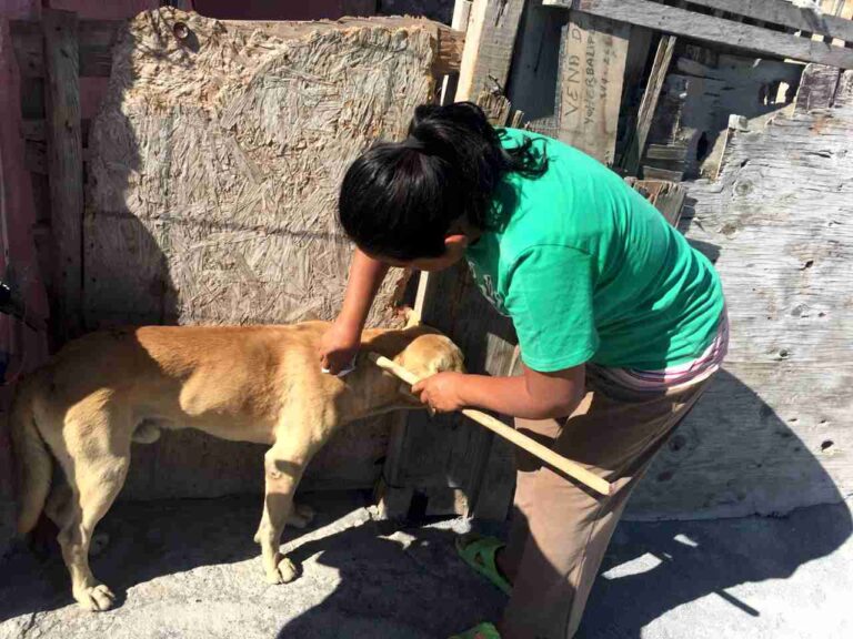 Mi Mascota en Ramos Arizpe acude a las colonias para atender reporte de garrapatas