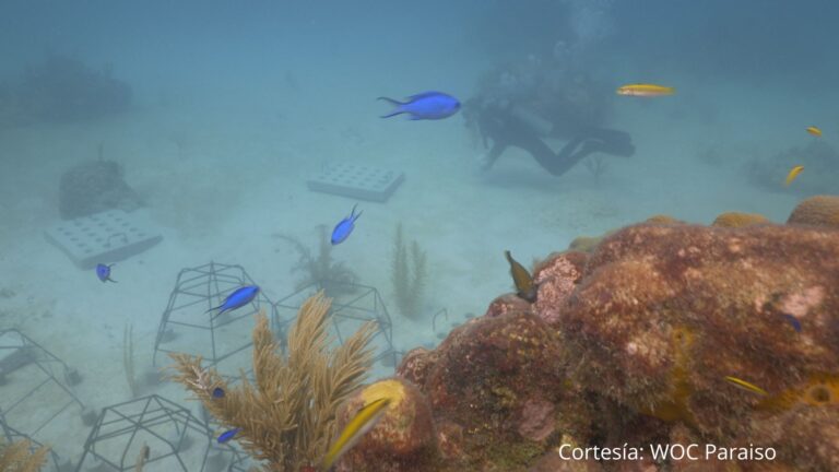 Alianza entre Cinvestav y Grupo Iberostar busca proteger corales en la Riviera Maya