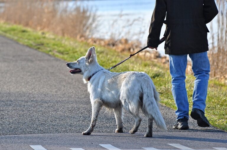 Animales de compañía no transmiten COVID-19