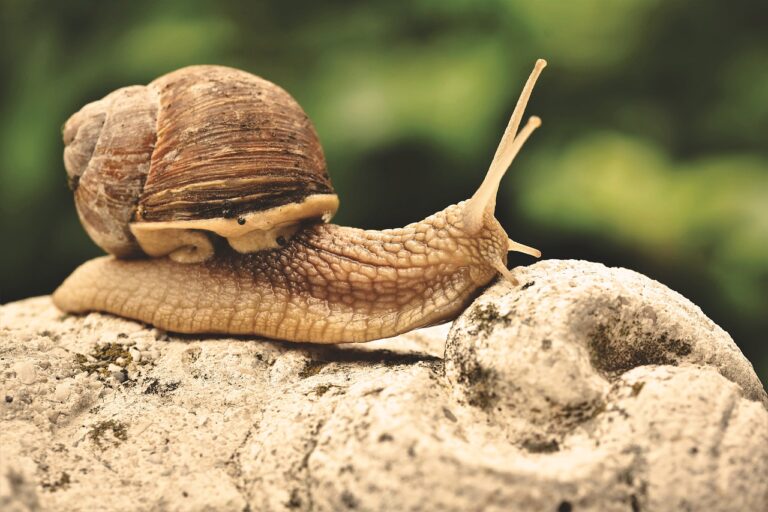 Estudian veneno de caracol para combatir dolor crónico