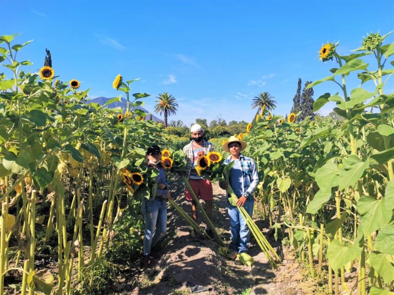 Vivir entre girasoles: cosechan estudiantes de la Narro miles de plantas para apoyar su sustento 