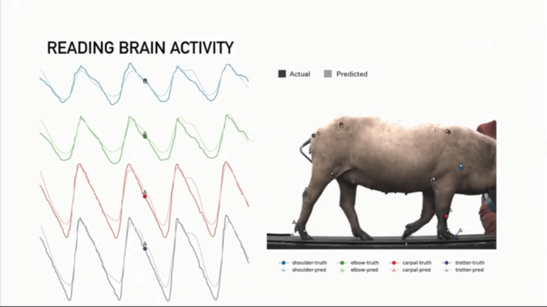 Elon Musk presenta los primeros cerdos con implantes que ‘leen el cerebro’