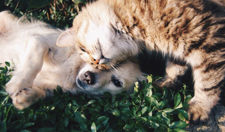 ¿Cómo prevenir diabetes en mascotas?