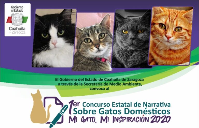 Despierta entusiasmo concurso de Coahuila ‘Narrativa literaria sobre el gato doméstico’