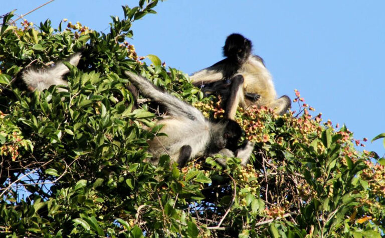 Monos araña actúan como computadoras colectivas