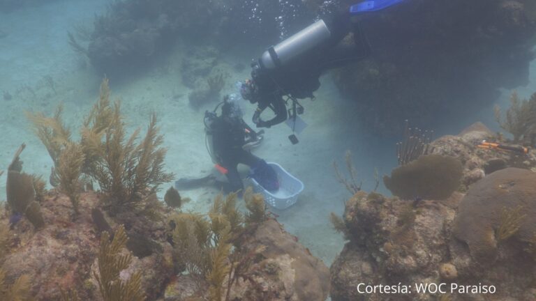 Cinvestav se suma a esfuerzos de restauración de arrecifes coralinos en América Latina