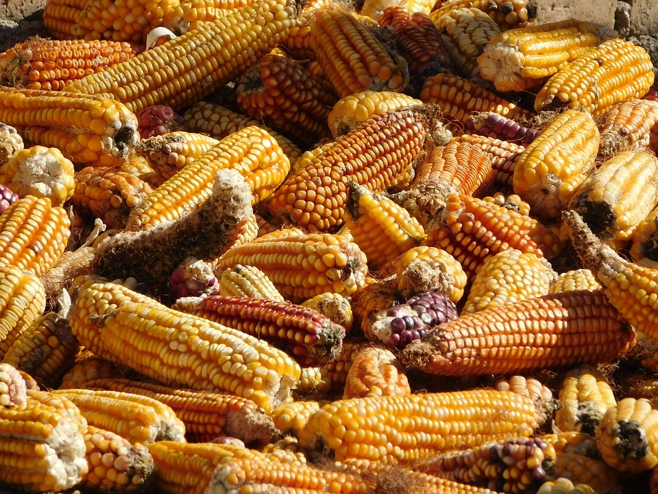 Origen del maíz es más antiguo y complicado de lo que te imaginabas | El  Heraldo de Saltillo