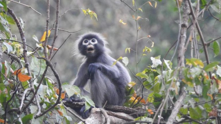 Científicos descubren nueva especie de primates que está en peligro de extinción: solo quedan 260