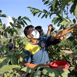 MEDIO ORIENTE-GAZA-COVID-19-AGRICULTURA-GRANDES PERDIDAS
