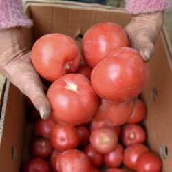 CHINA-XINJIANG-INVERNADERO-AGRICULTURA