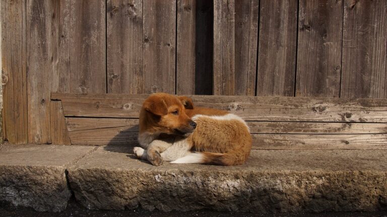 Con programa, contribuirán a disminuir población de perros y gatos en situación de calle