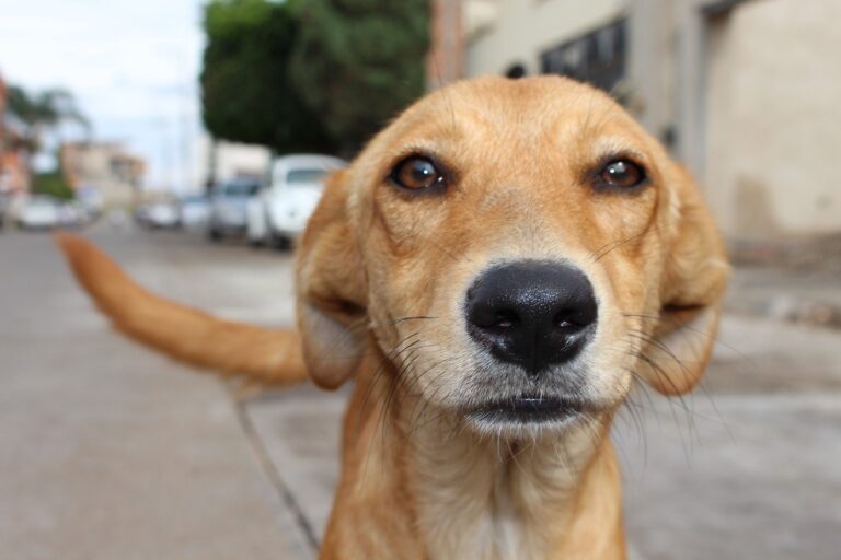 Pide ADAC hogares temporales en apoyo al rescate de perros