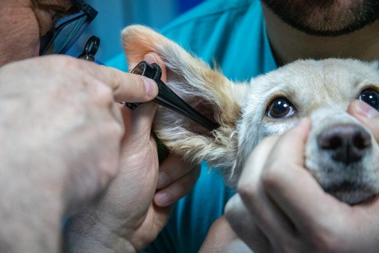 Promoverán creación de carrera profesional veterinaria en Unidad Saltillo de la UA de C